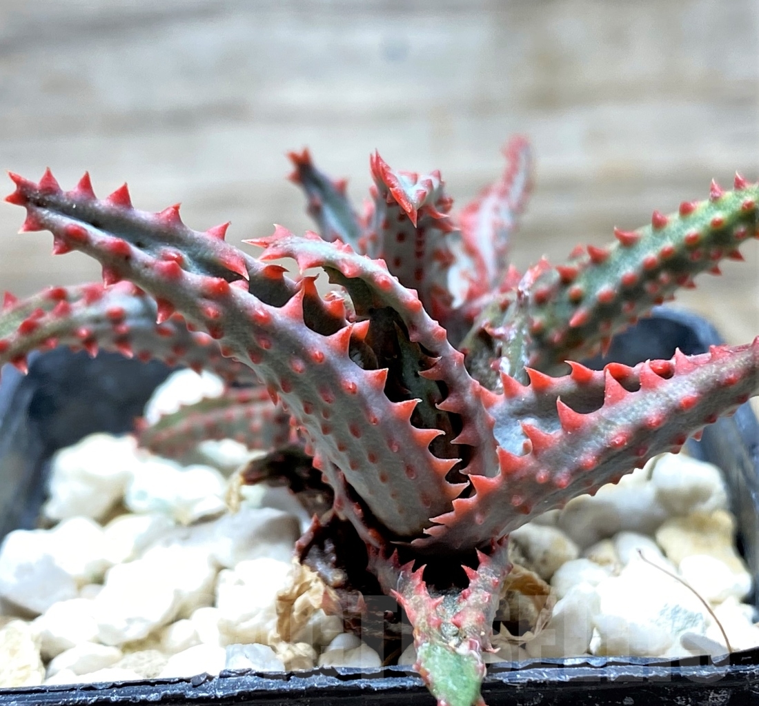 SHPR13123 Aloe castilloniae hybrid