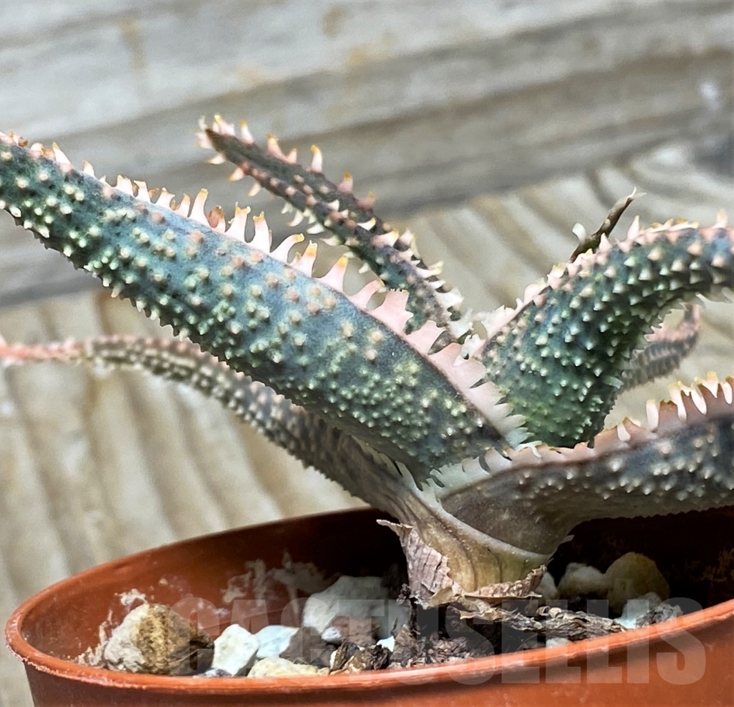 SHPR13124 Aloe hybrid - immagine 3