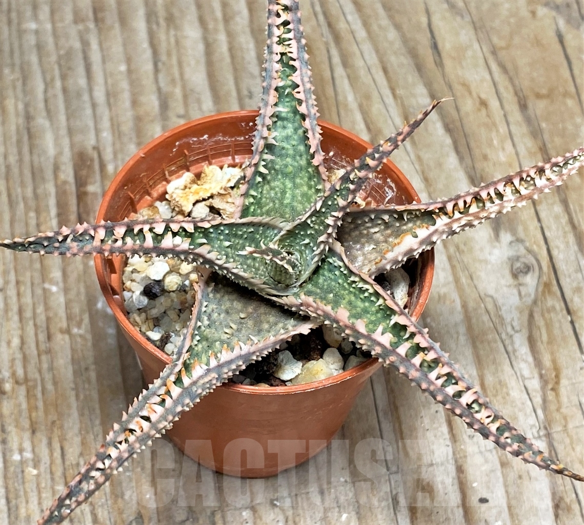 SHPR13124 Aloe hybrid - immagine 4