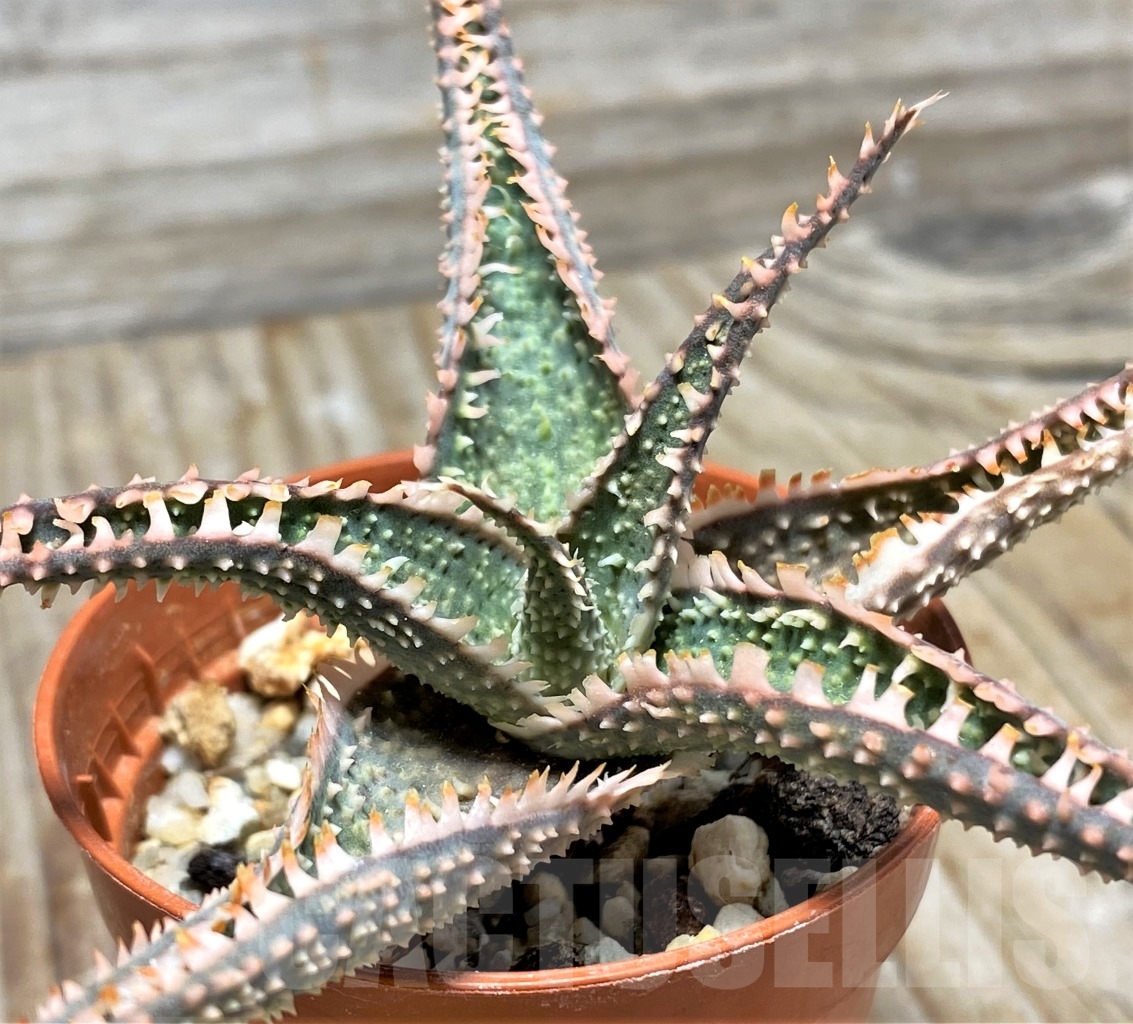 SHPR13124 Aloe hybrid - immagine 2