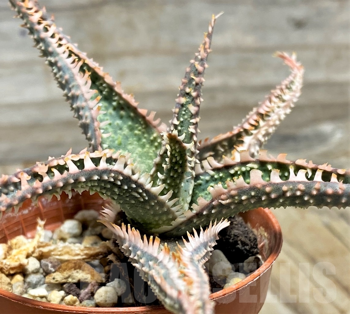 SHPR13124 Aloe hybrid