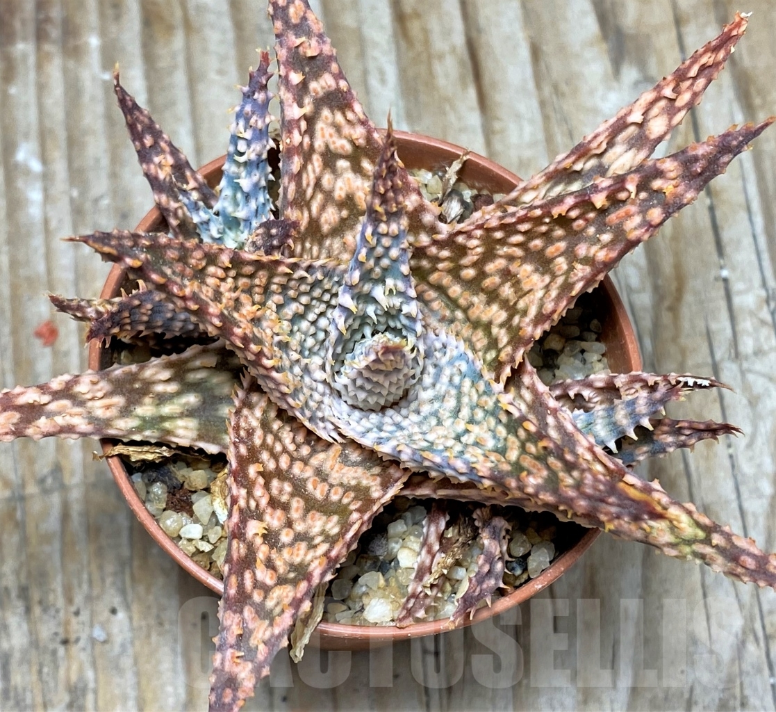 SHPR13125 Aloe hybrid - Image 3