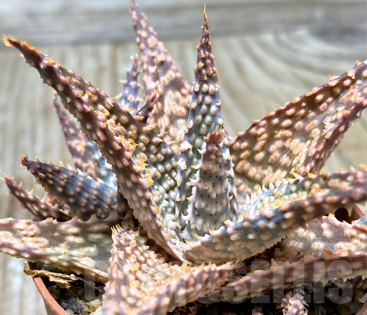 SHPR13125 Aloe hybrid