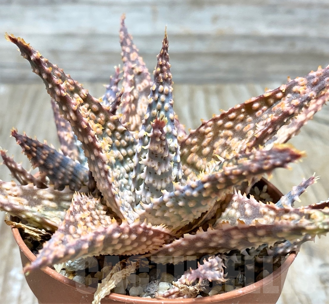 SHPR13125 Aloe hybrid - Image 2