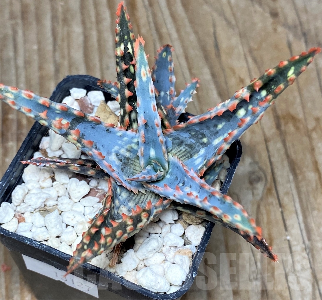 SHPR13127 Aloe hybrid - Image 2