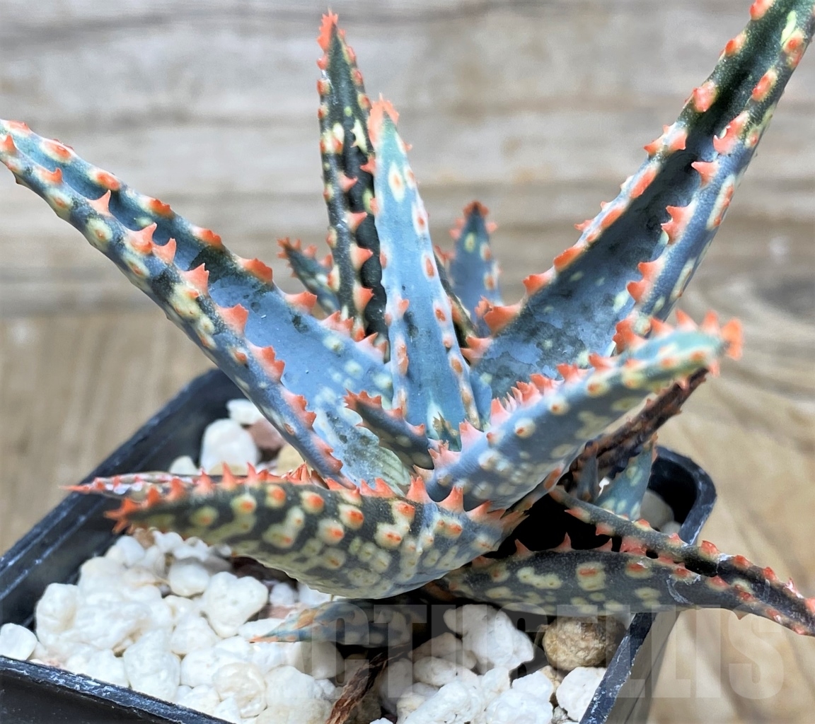 SHPR13127 Aloe hybrid