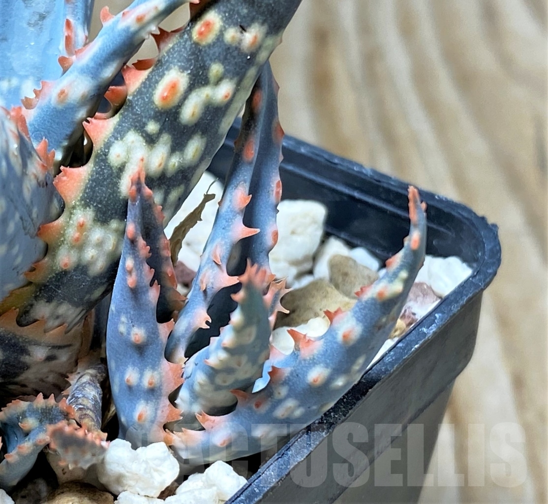 SHPR13127 Aloe hybrid - Image 3