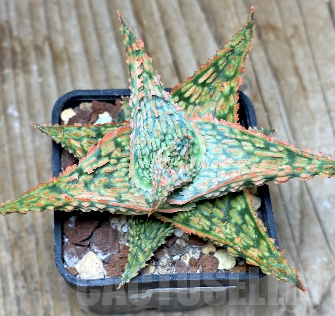 SHPR13128 Aloe hybrid - immagine 2