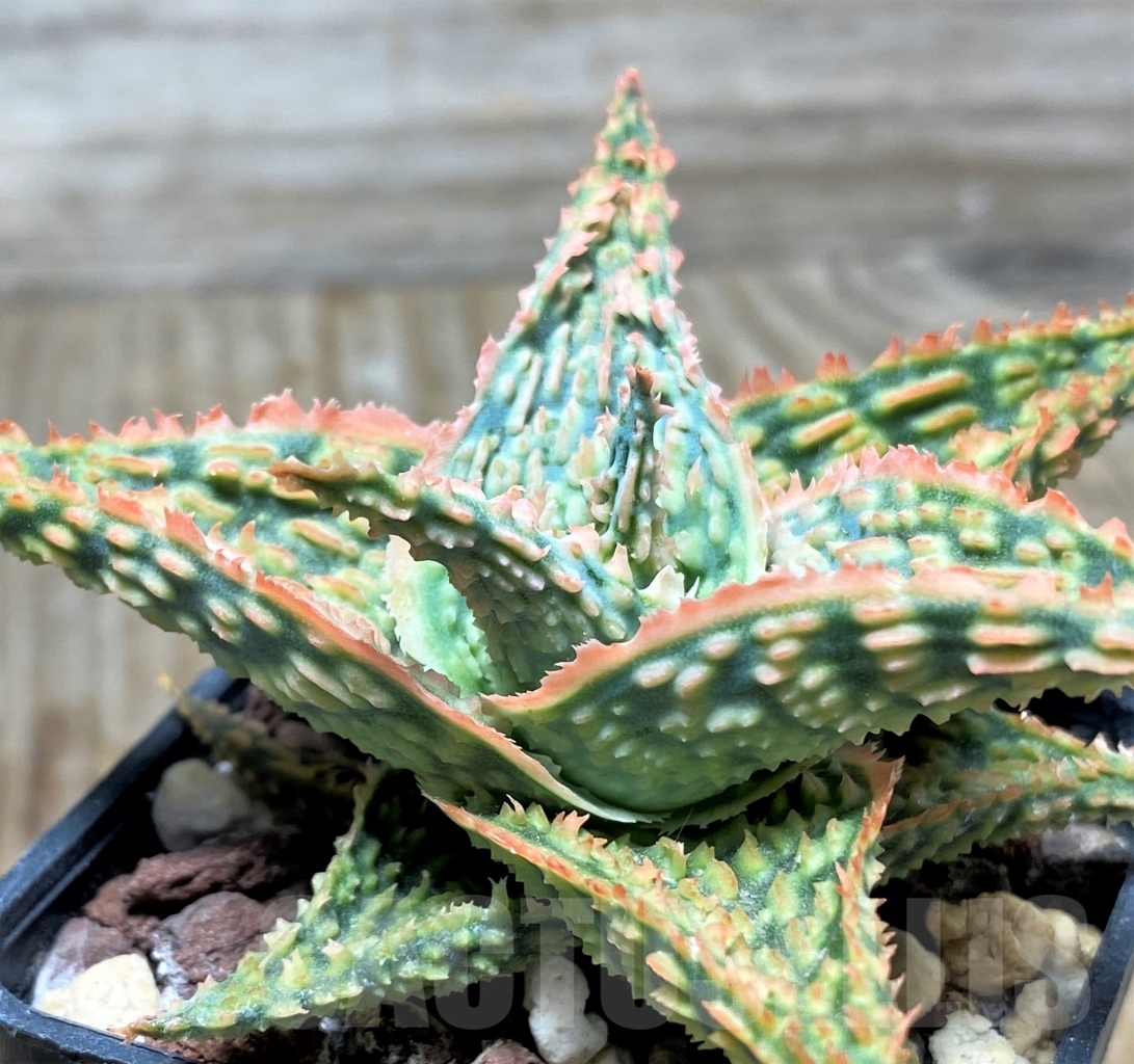 SHPR13128 Aloe hybrid