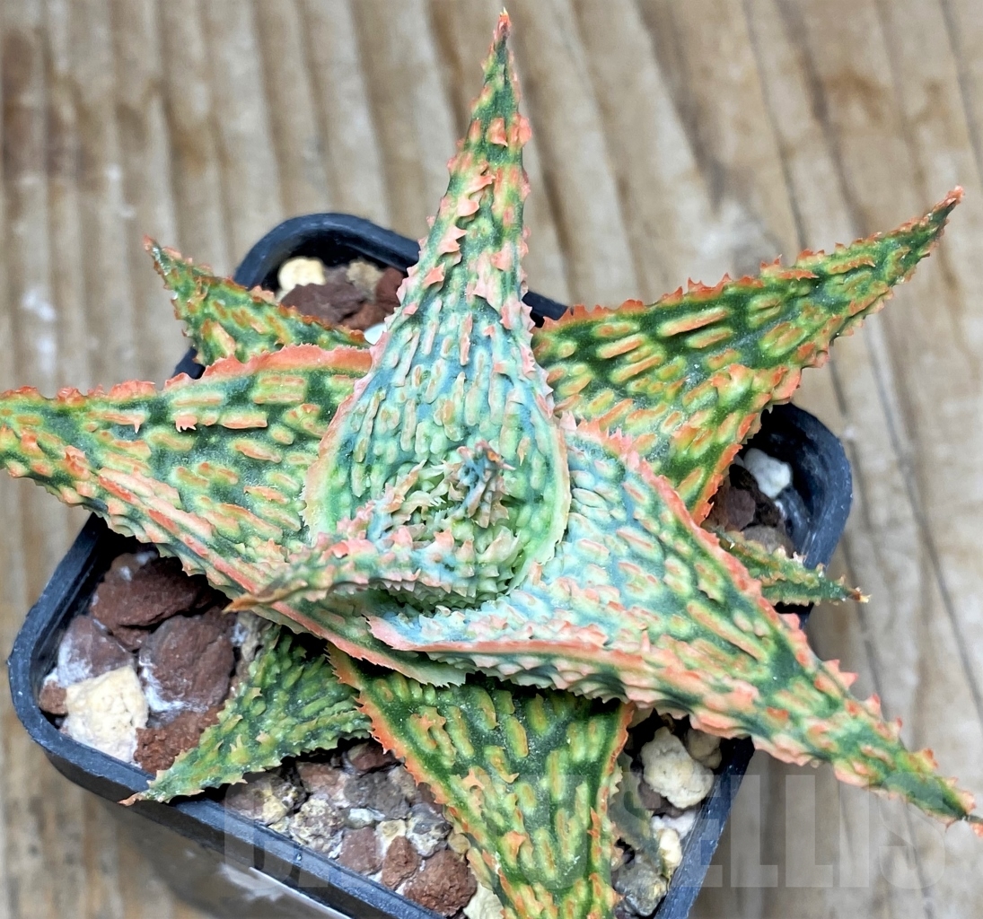 SHPR13128 Aloe hybrid - immagine 3
