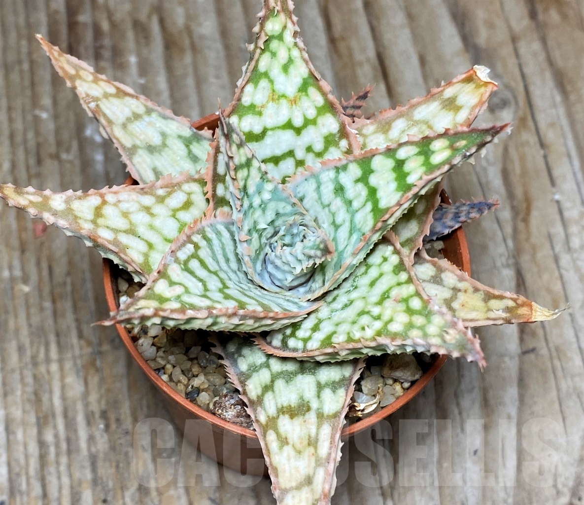SHPR13129 Aloe hybrid - immagine 2