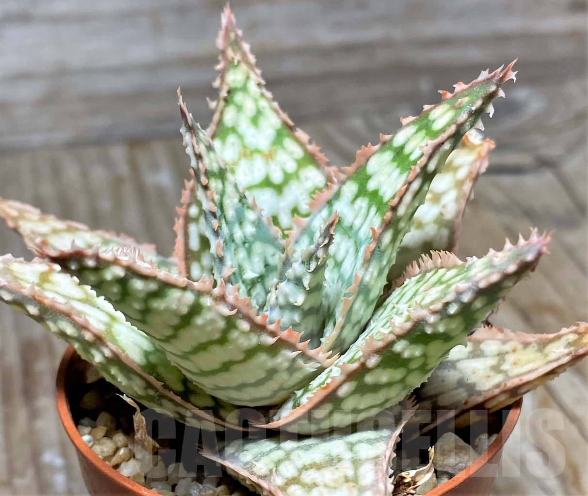 SHPR13129 Aloe hybrid