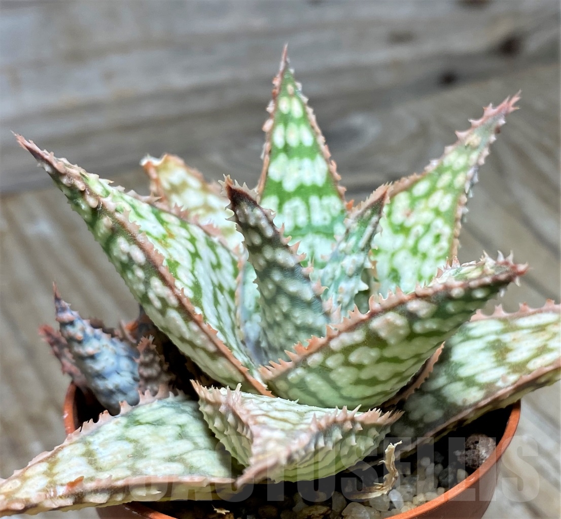 SHPR13129 Aloe hybrid - immagine 3