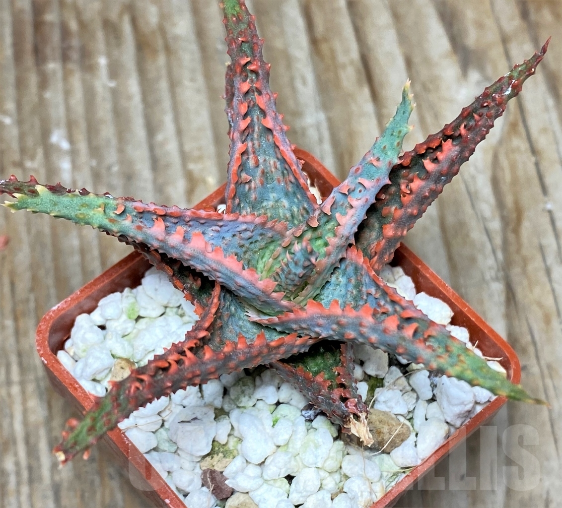 SHPR13130 Aloe hybrid – Image 3
