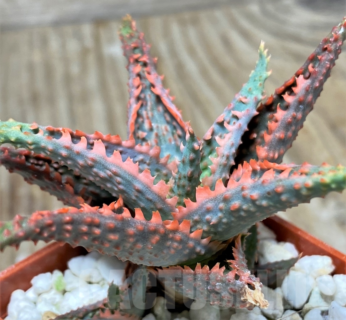 SHPR13130 Aloe hybrid