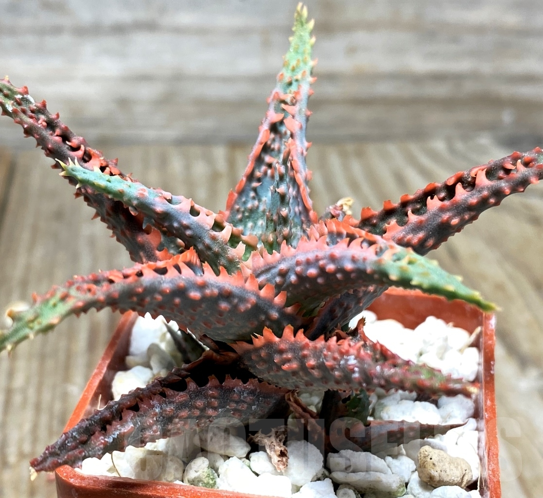 SHPR13130 Aloe hybrid – Image 2