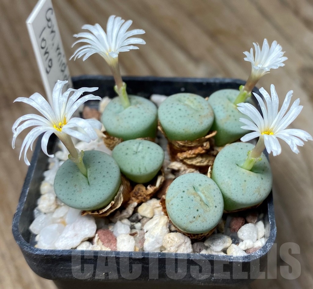 SHPR13134 Conophytum middelmostii -Klipbok- long tubular flowers