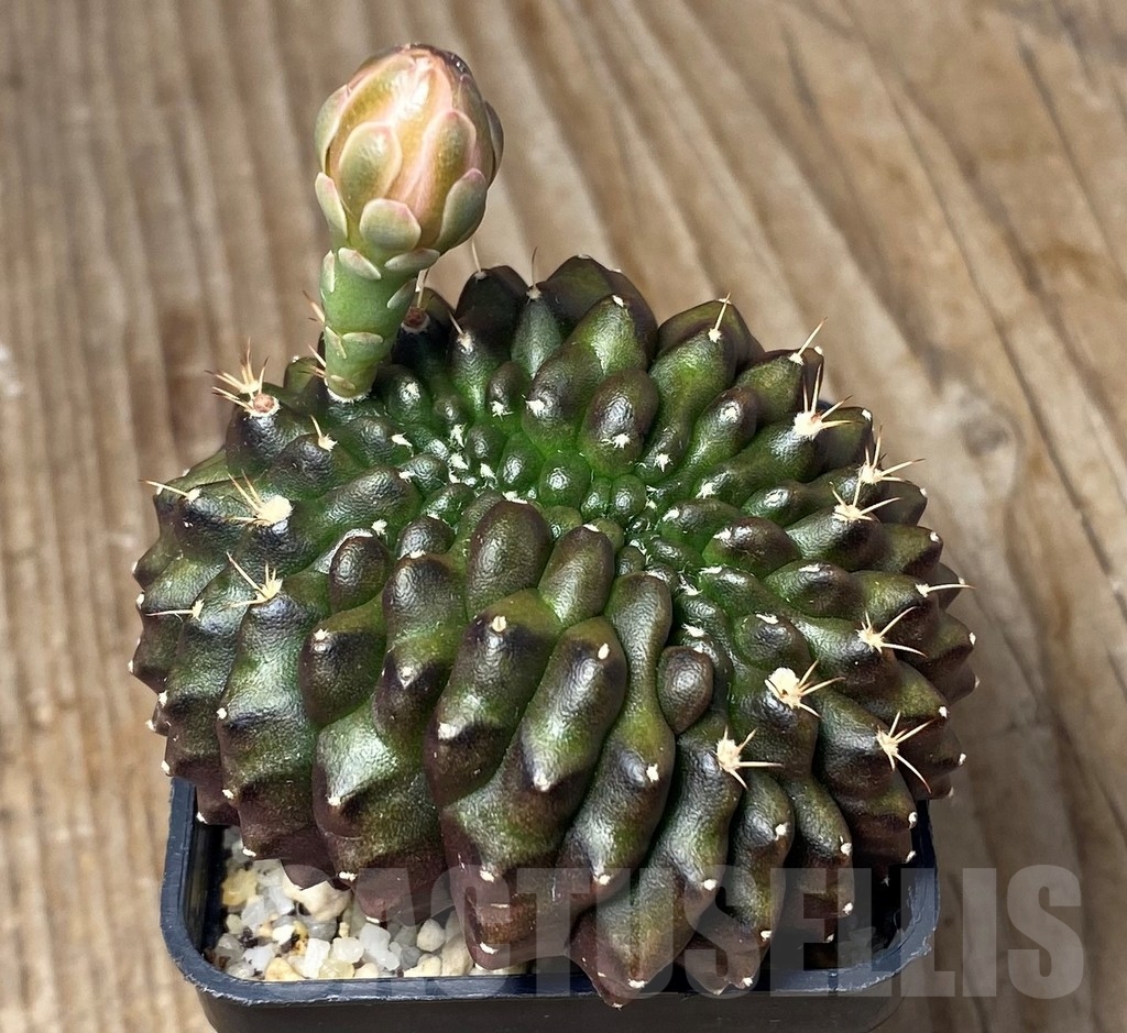 SHPR13135 Gymnocalycium mihanovichii 'inermis' f. cristata