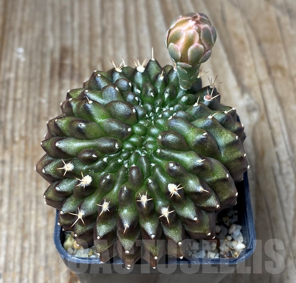 SHPR13135 Gymnocalycium mihanovichii 'inermis' f. cristata - immagine 2