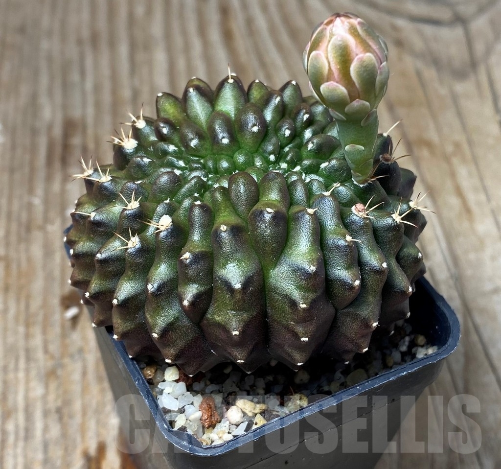 SHPR13135 Gymnocalycium mihanovichii 'inermis' f. cristata - immagine 3