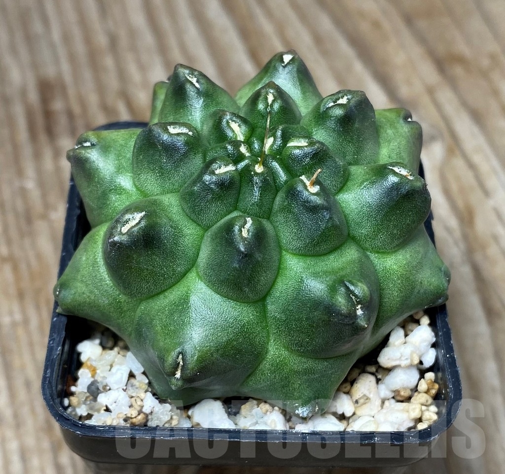 SHPR13139 Gymnocalycium 'Kikko' f. montrose