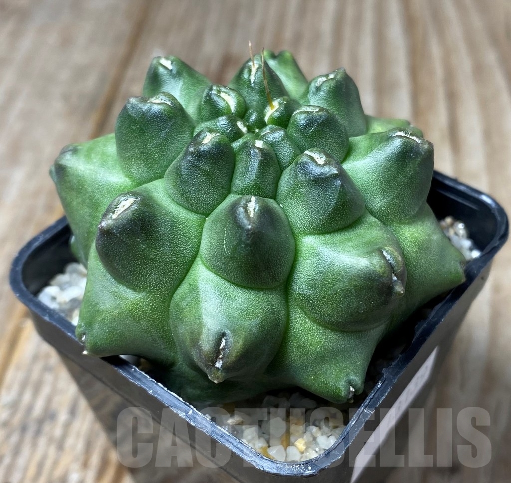 SHPR13139 Gymnocalycium 'Kikko' f. montrose - immagine 2
