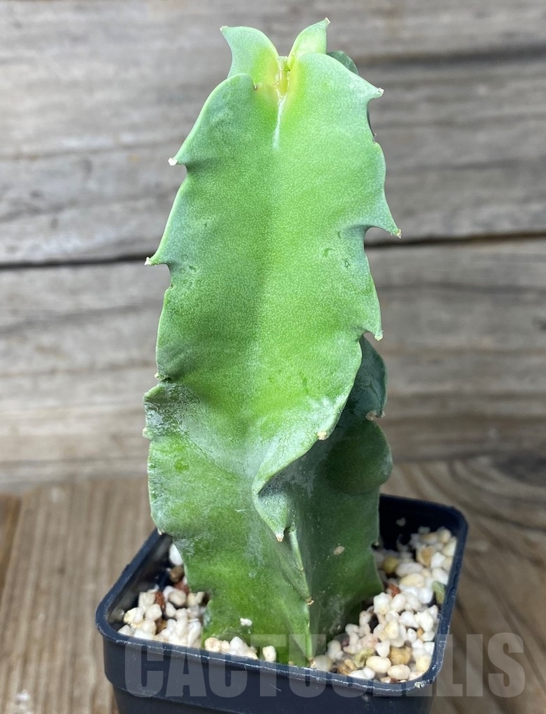 SHPR13141 Caralluma acutangola