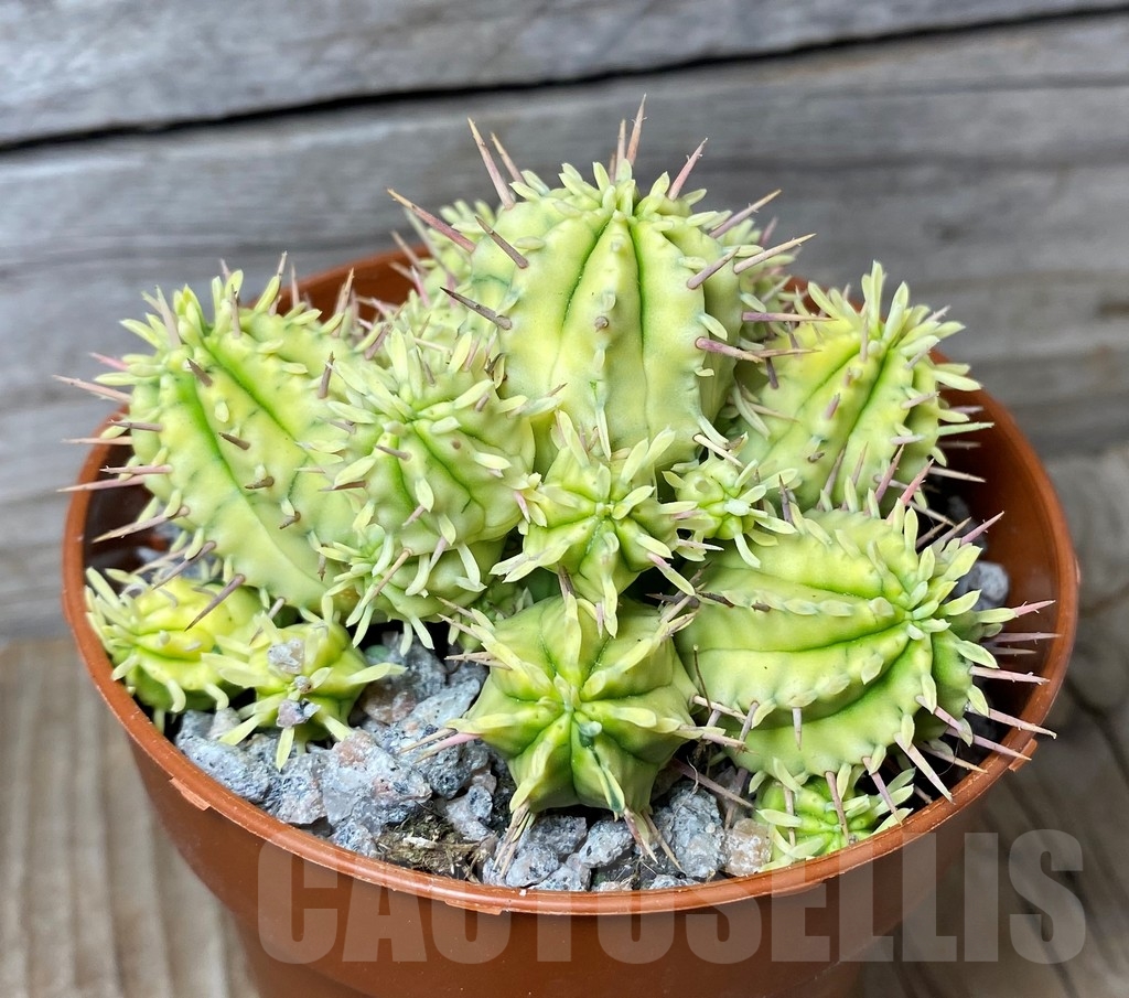 SHPR13142 Euphorbia mammillaris f. variegata