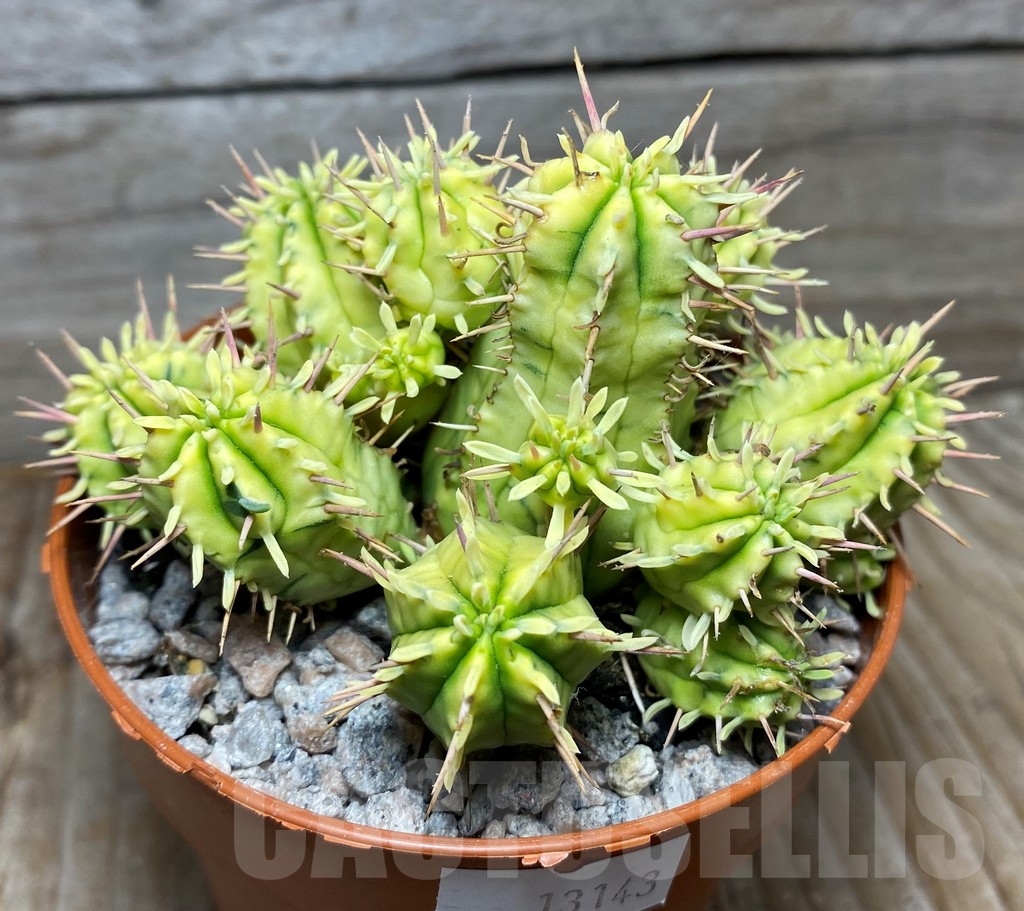 SHPR13143 Euphorbia mammillaris f. variegata - immagine 2