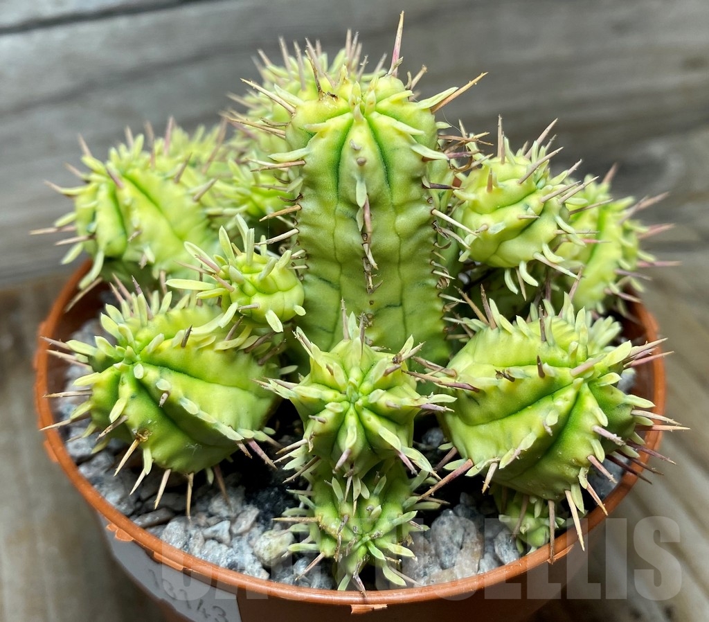 SHPR13143 Euphorbia mammillaris f. variegata