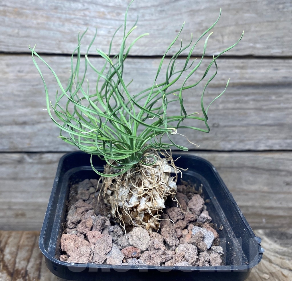 SHPR13144 Ledebouria leptophylla - immagine 2