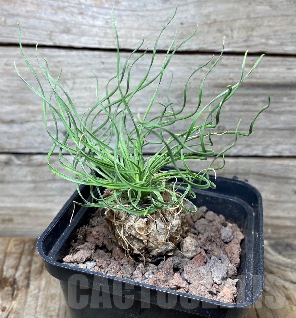 SHPR13144 Ledebouria leptophylla