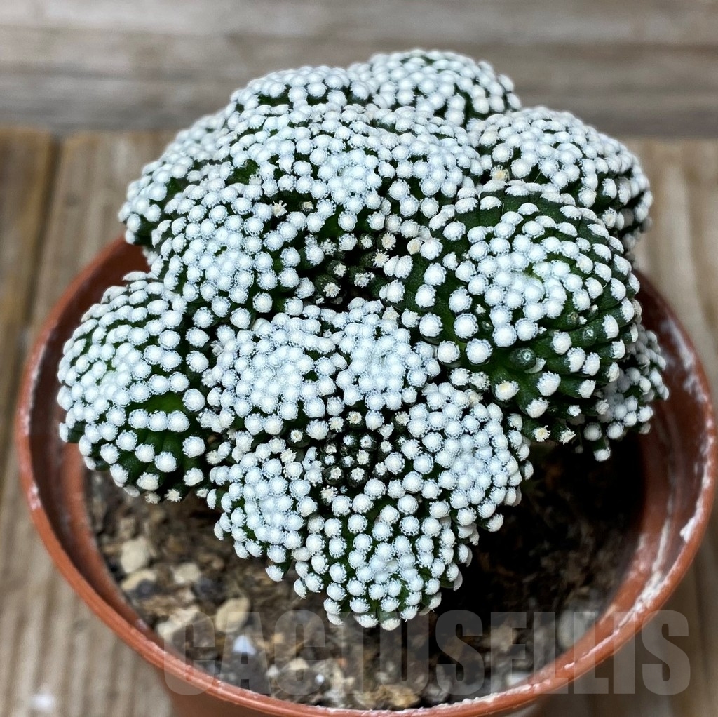 SHPR13145 Mammillaria luethyi , grafted