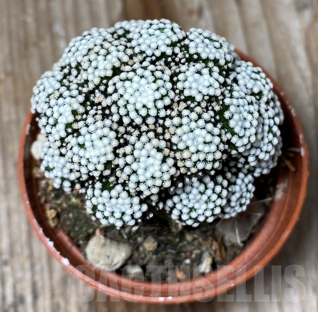 SHPR13146 Mammillaria luethyi , grafted