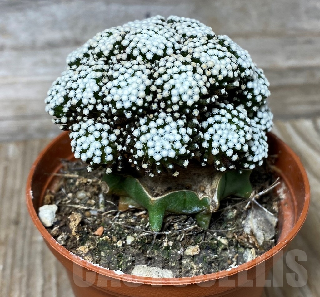 SHPR13146 Mammillaria luethyi , grafted - Image 2