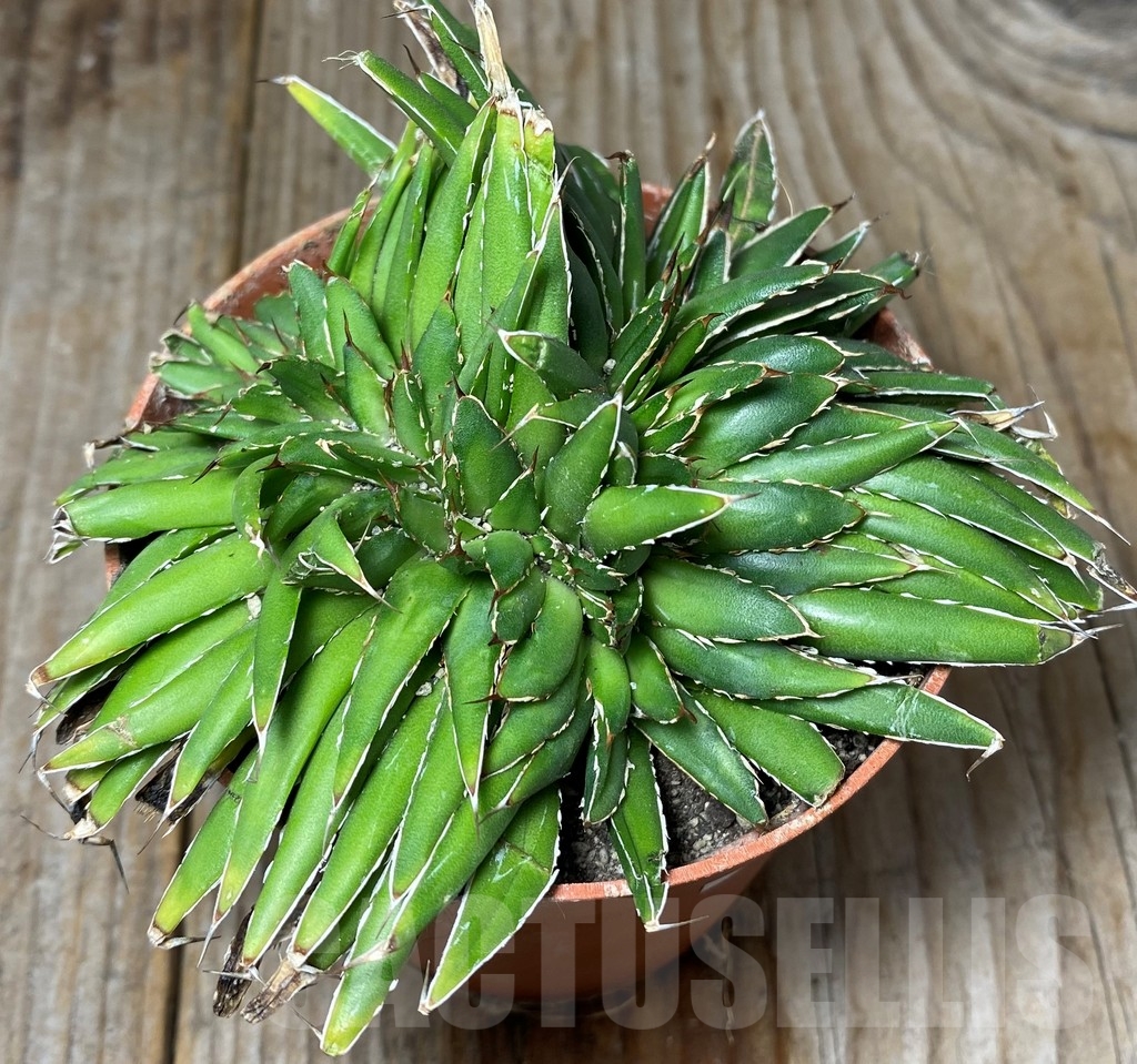 SHPR13147 Agave filifera f. cristata