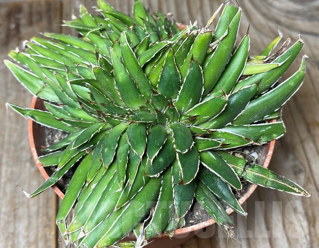 SHPR13147 Agave filifera f. cristata - Image 2