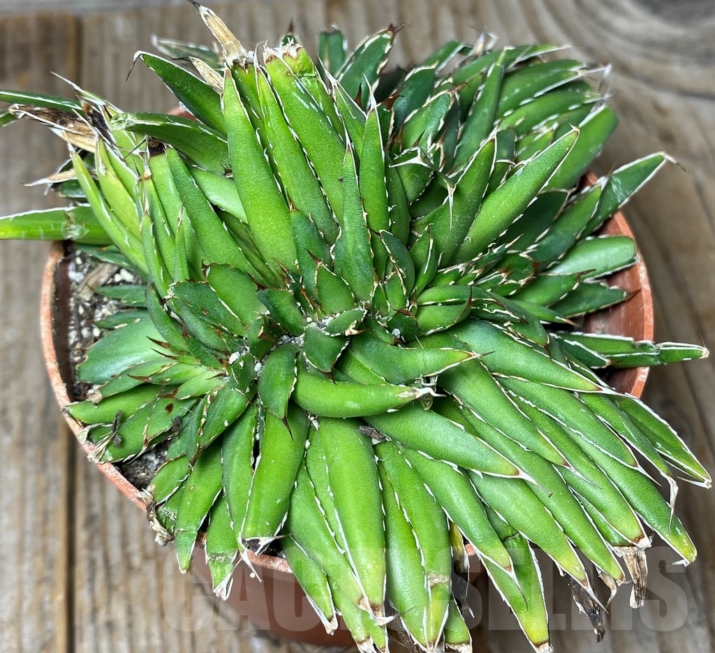 SHPR13147 Agave filifera f. cristata - Image 3