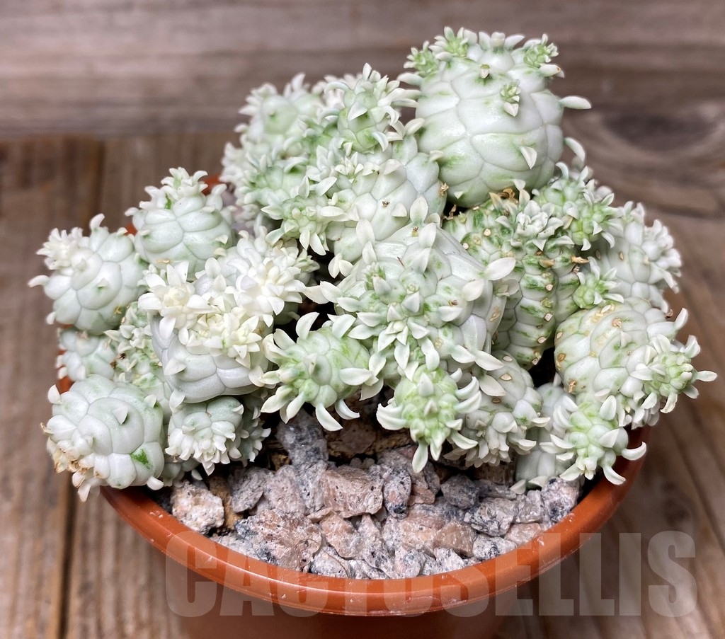 SHPR13148 Euphorbia mammillaris f. variegata