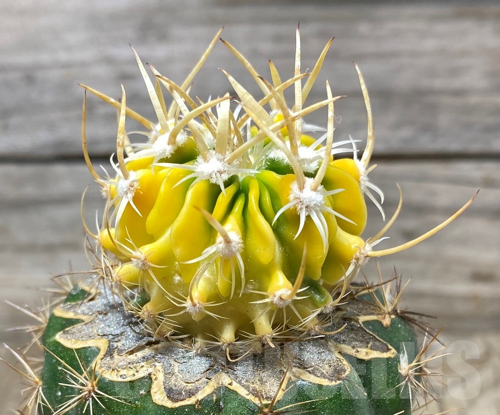 SHPR13152 Echinofossulocactus hybrid f.variegata , grafted - Imagen 2