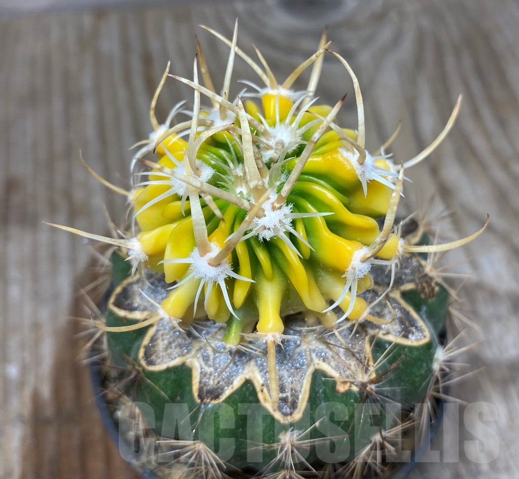 SHPR13152 Echinofossulocactus hybrid f.variegata , grafted