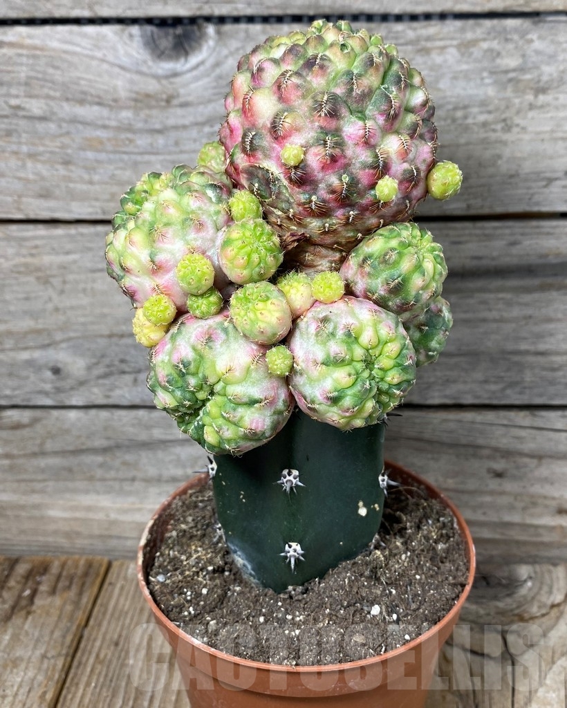 SHPR13153 Sulcorebutia rauschii f. variegata , grafted - Зображення 2