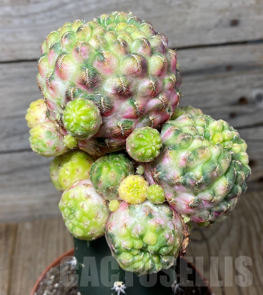 SHPR13153 Sulcorebutia rauschii f. variegata , grafted