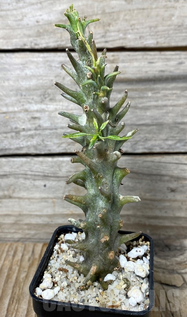 SHPR13154 Ceropegia dimorpha - Image 3