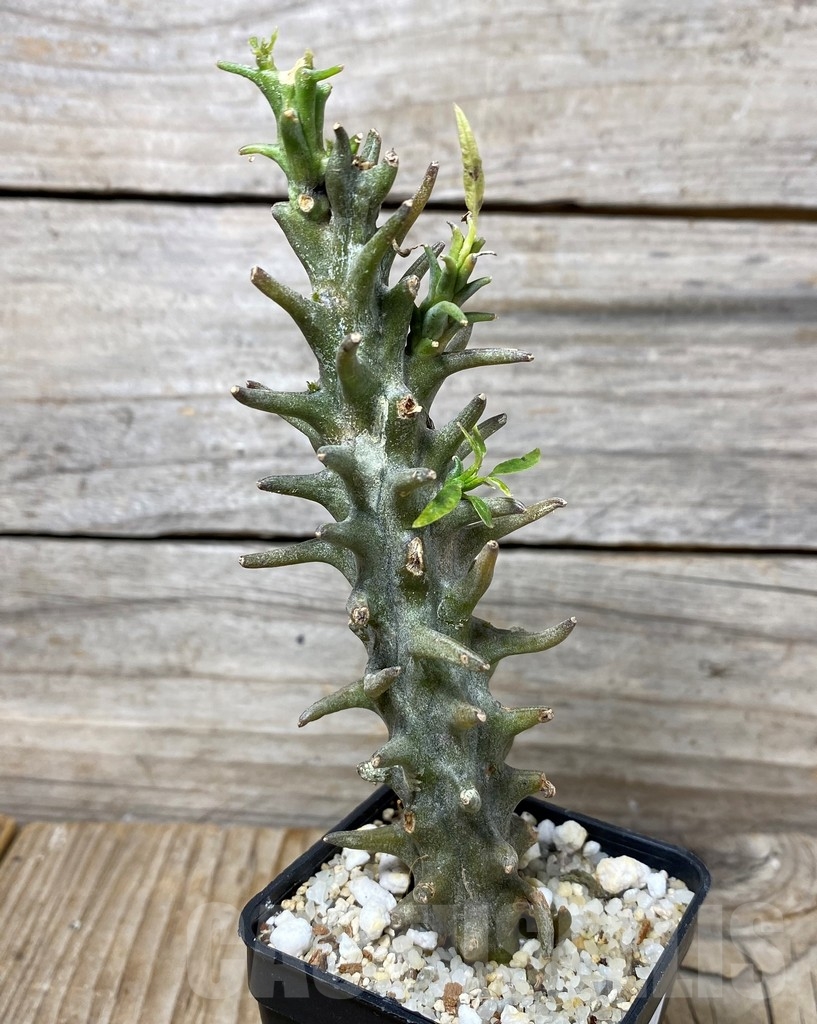 SHPR13154 Ceropegia dimorpha