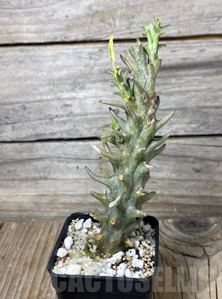 SHPR13154 Ceropegia dimorpha - Image 2