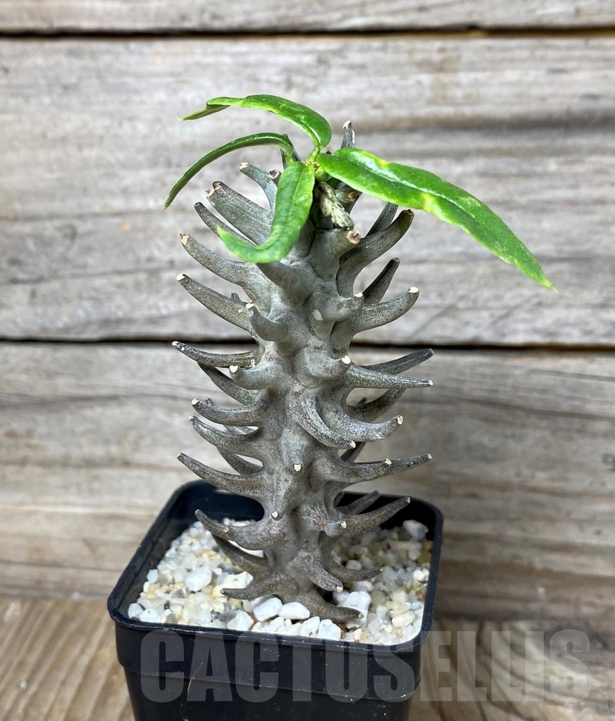 SHPR13155 Ceropegia dimorpha