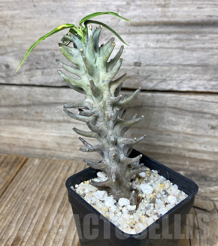 SHPR13155 Ceropegia dimorpha - 画像 (2)