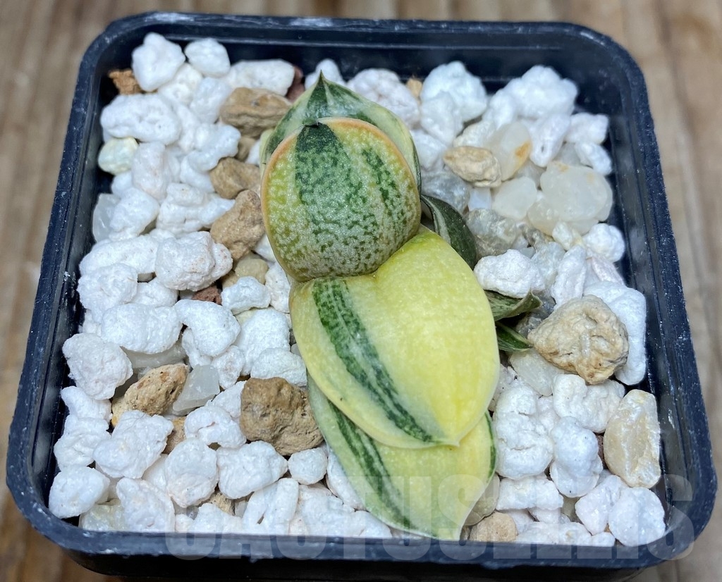 SHPR13156 Gasteria glomerata hybrid f.variegata - immagine 3