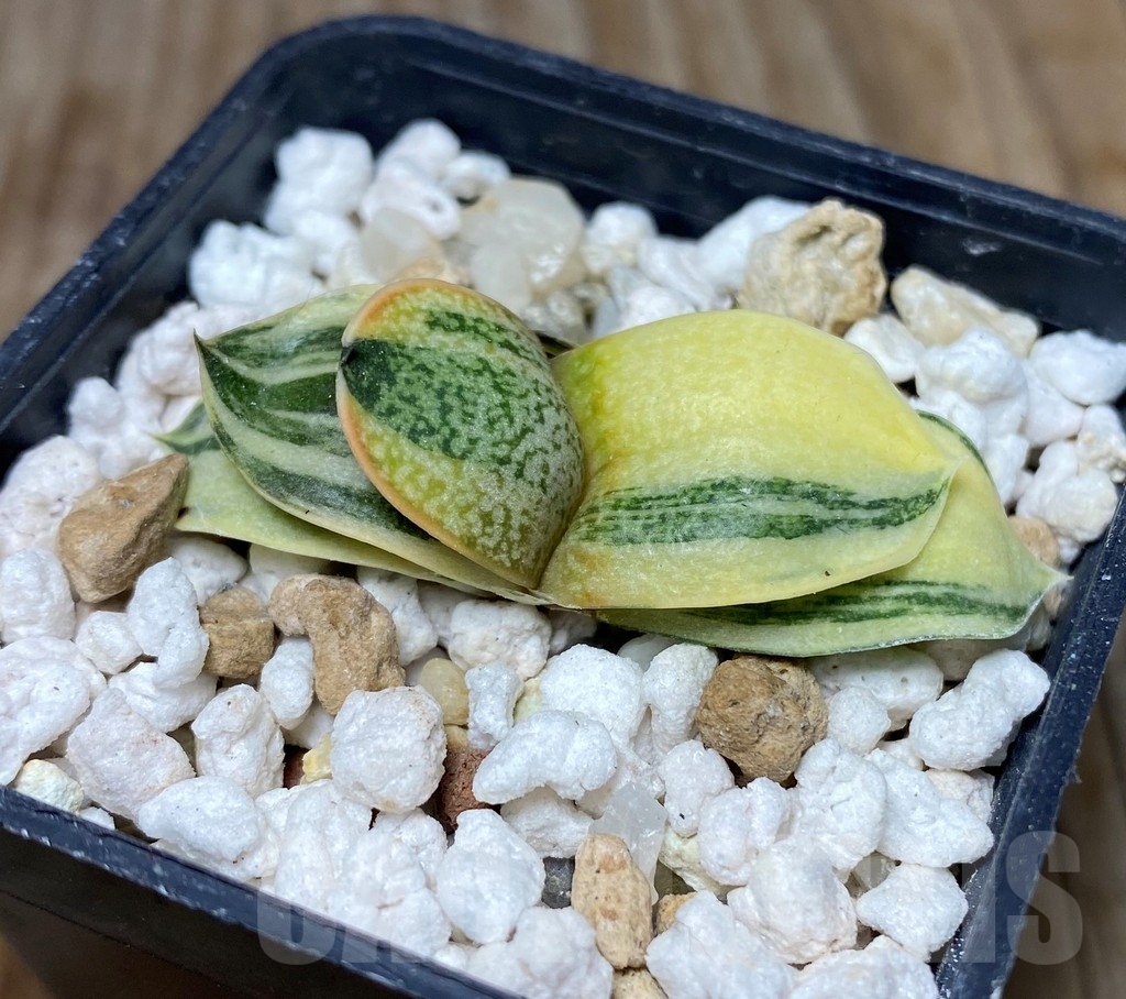 SHPR13156 Gasteria glomerata hybrid f.variegata - immagine 2